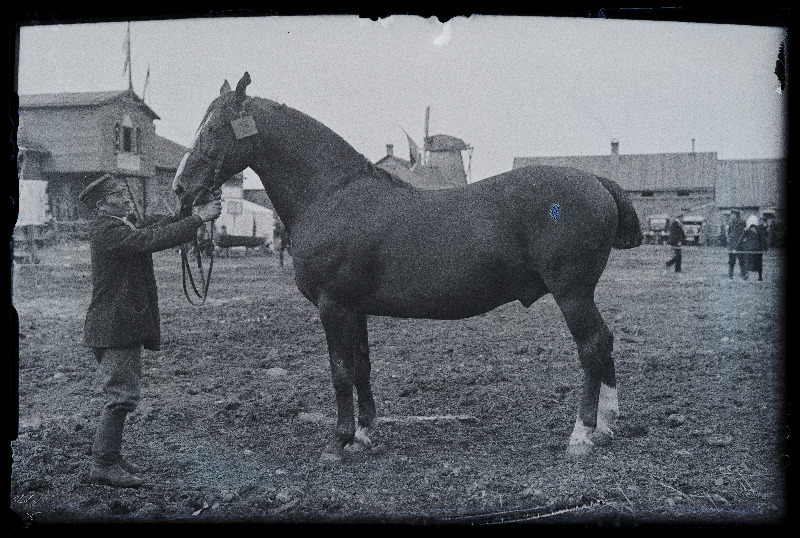 Auhinnatud hobune Viljandi Eesti Põllumeeste Seltsi näitusel, (negatiiv ilmutatud 17.04.1924).