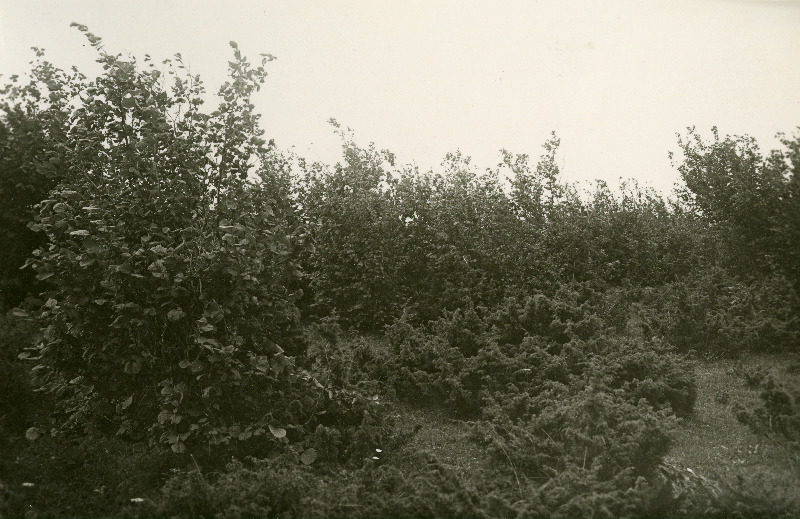 Loopealne, Kuressaarest 6 kilomeetri kaugusel.