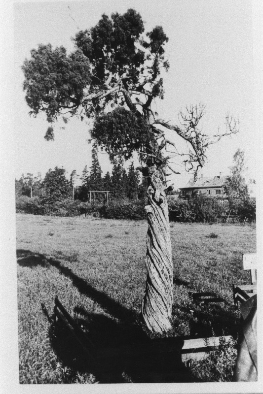 Kernu kadakas.