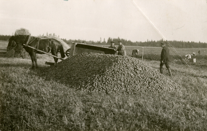 Kartulite kuhjamine Käravete mõisa põllul.