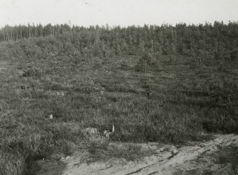 Nõmmetaimestk siseluidetel Niguris Aakre metskonnas.