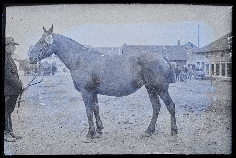 Viljandi Eesti Põllumeeste Seltsi näitus. Hobune (98) omanikuga, (negatiiv ilmutatud 27.09.1925).