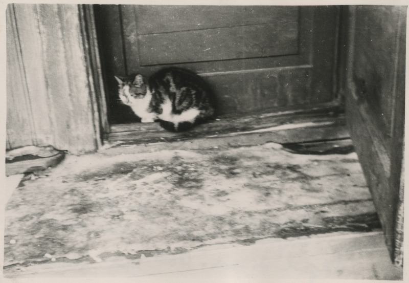 Kass Josephine elumaja uksepakul istumas