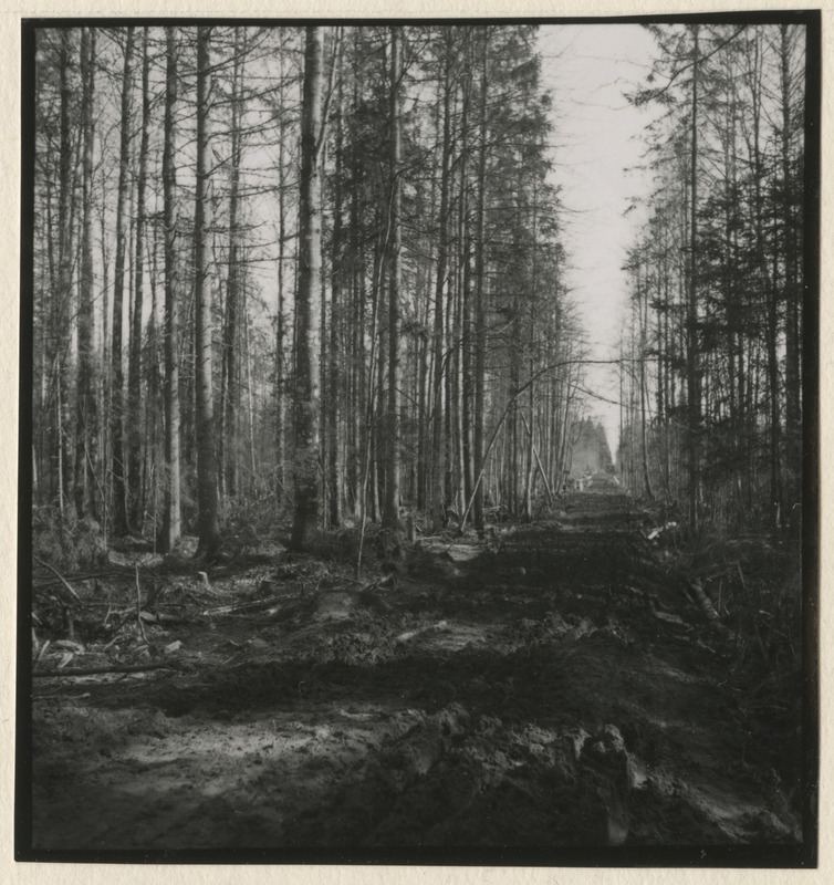 Metsateed ja raielangid metsistul