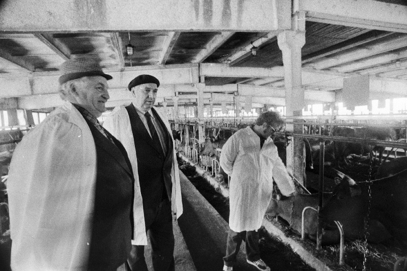 Jõgeva näidissovhoosi Vaimastvere osakonna juhataja Hans Tamm, majandi direktor Mart Uudla ja zootehnik Arved Paalo Vaimastvere suurfarmis.