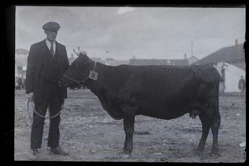 Viljandi Eesti Põllumeeste Seltsi näitus. Lehm, (negatiiv ilmutatud 27.10.1924).