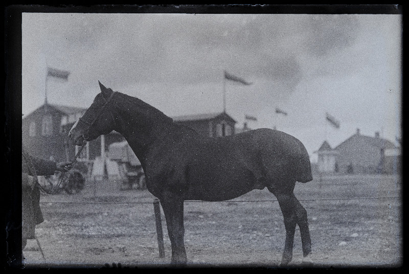 Viljandi Eesti Põllumeeste Seltsi näitus. Hobune, (negatiiv ilmutatud 27.10.1924).