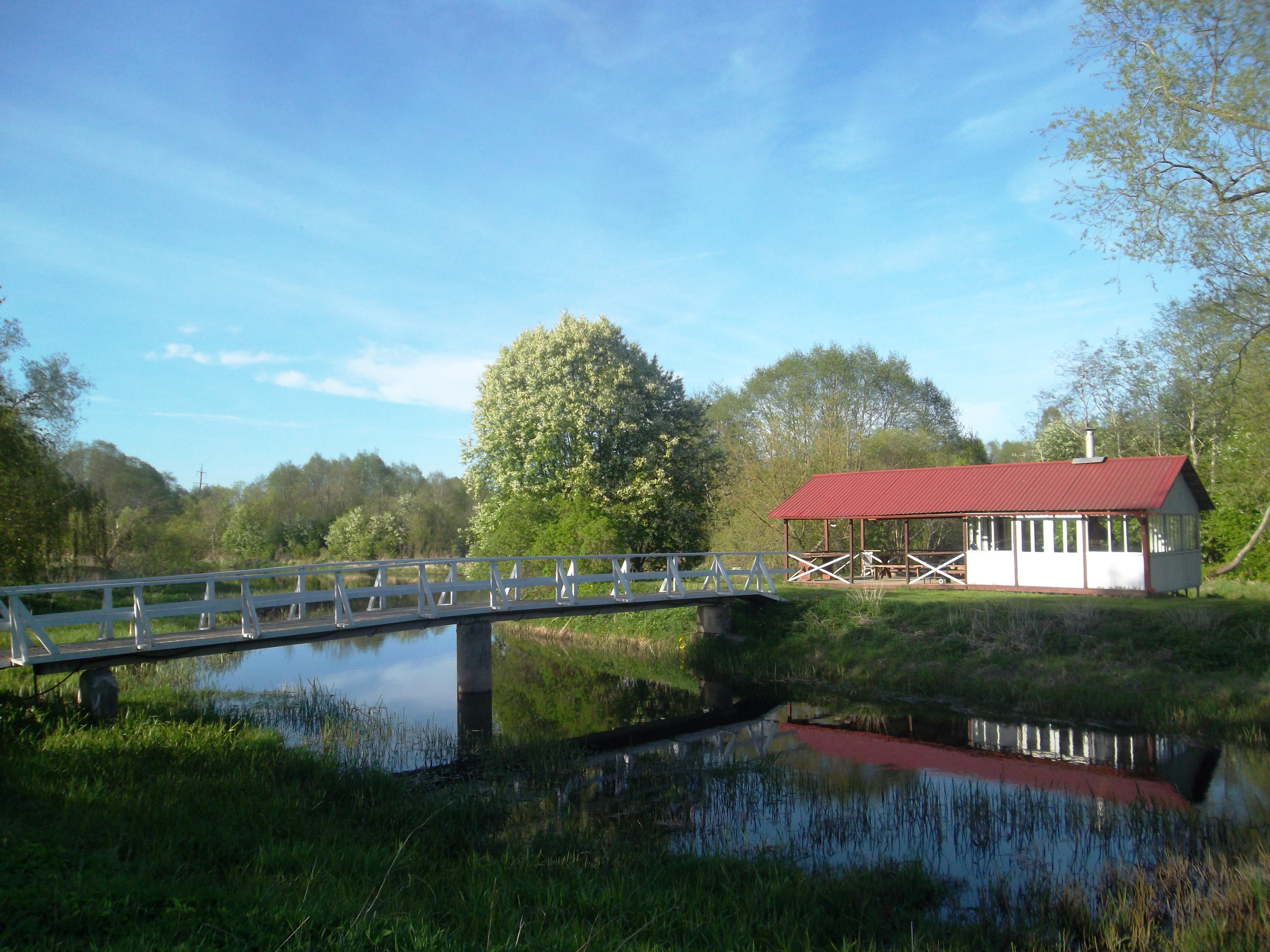 Türil maikuus - lang