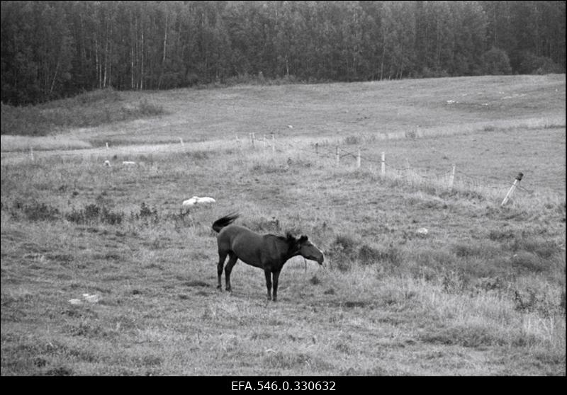 Lõuna-Eesti talupidamine. Matkamine.