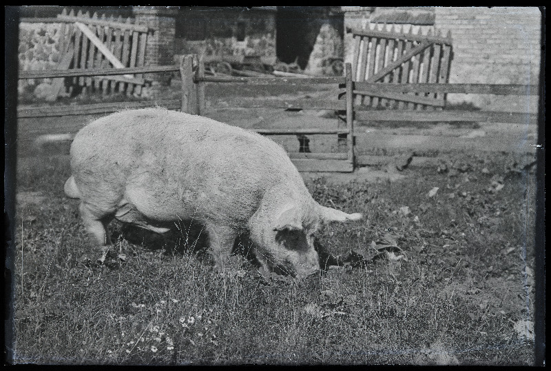 Siga väliaedikus, [foto tellija Röand?].