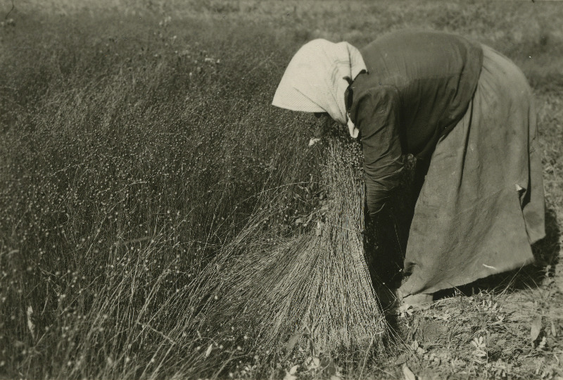 Linakatkumine Kodijärve mõisa Kasemäe asundustalus.