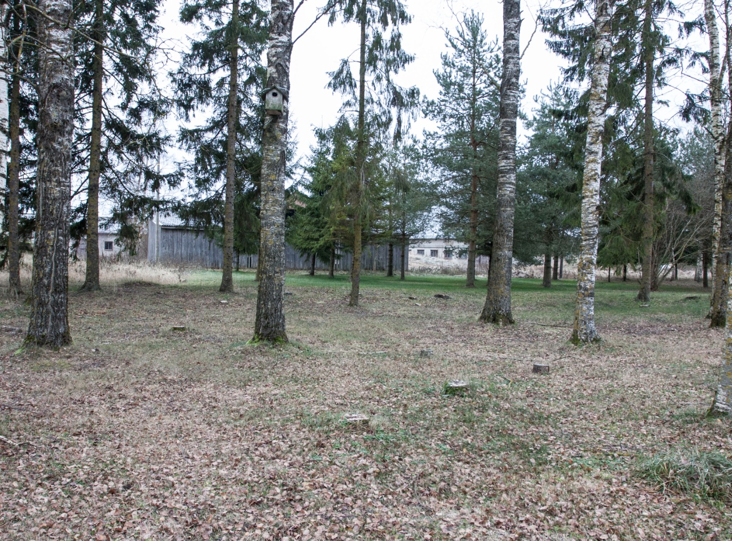 Mälestuskivi avamisel meditsiinidoktor kirurg Arthur Linkbergi kodukohas Väätsal kõneleb biogeograaf looduskaitsetegelane Jaan Eilart. rephoto