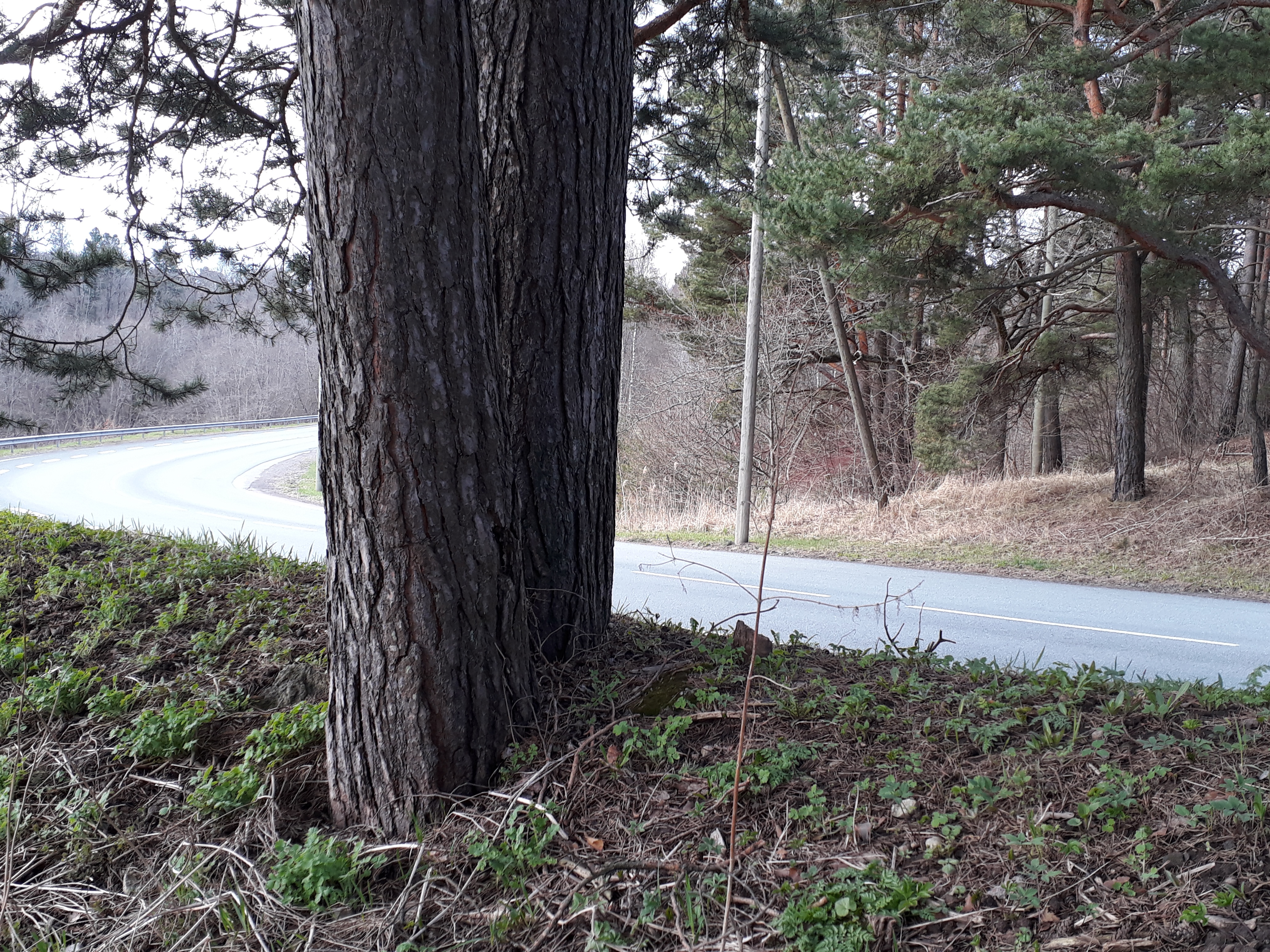 Pirita-kose-kloostrimetsa circular trail, wing car drivers of the machine class reach the Ambrose Mount rephoto