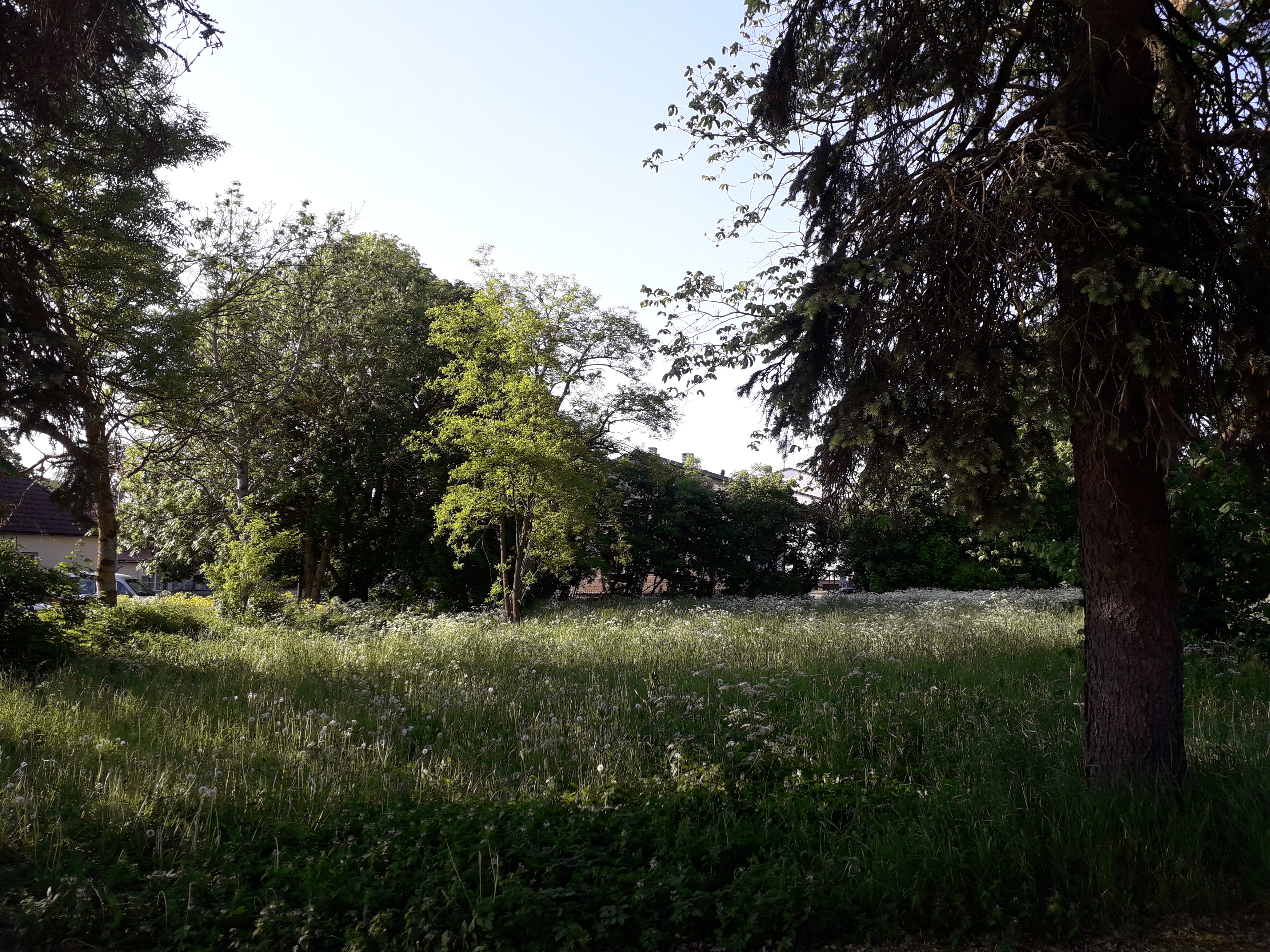 Mihkel Trei koduväravas Kuressaares rephoto