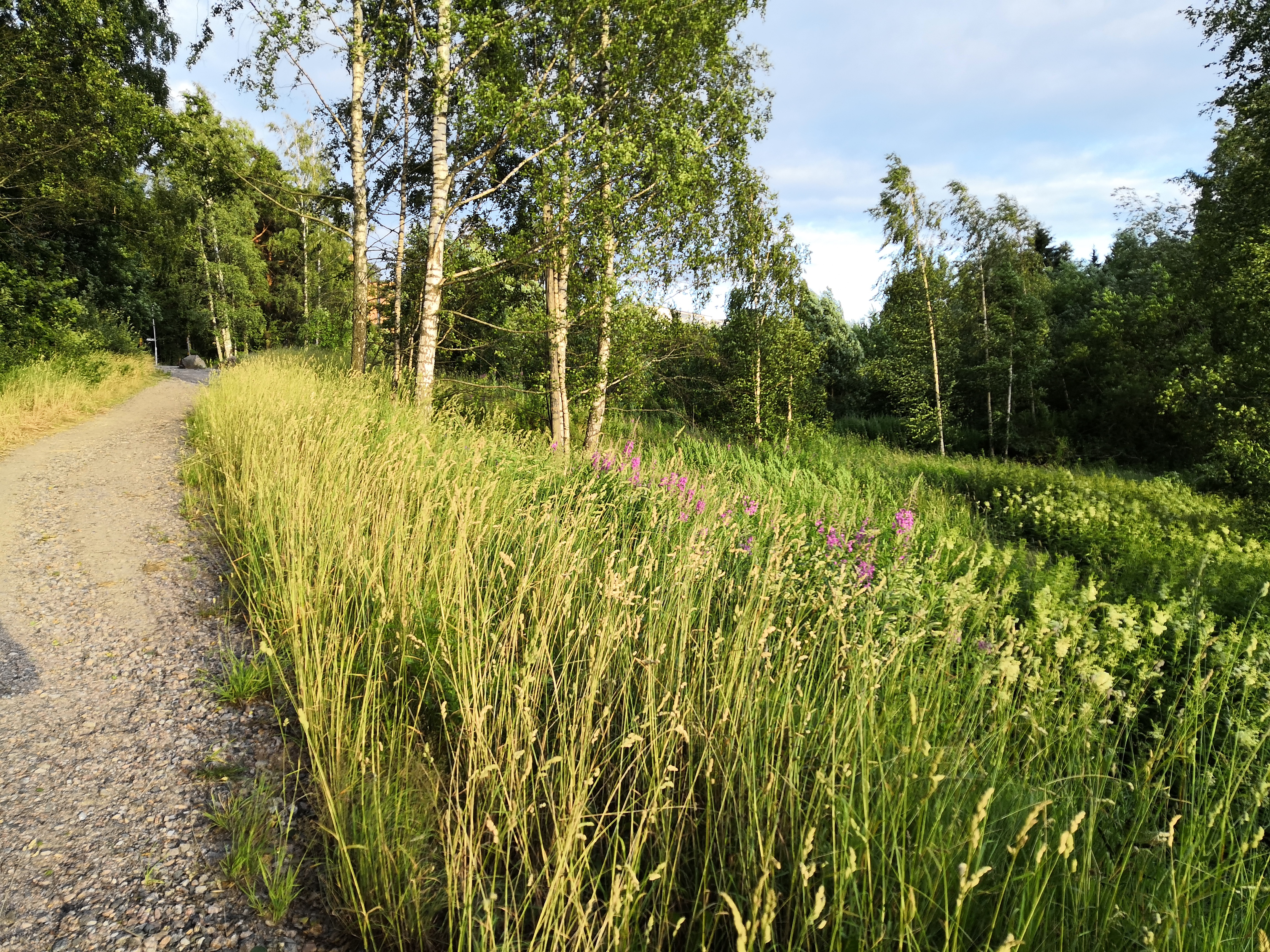 Paukkulanpuisto. Taustalla näkyy Kivijatatie 4:n rakennus. Puiston alueella on sijainnut puolustusvoimien rakentama Malmin ampumarata, joka valmistui vuonna 1937 Helsingissä järjestettyihin ammunnan MM-kisoihin, ja suljettiin vuonna 1993.  Puistossa on maisemallisesti arvokasta puustoa, jota tulee hoitaa elinvoimaisena, ja uudistaa siten että sen maisemallinen arvo säilyy. rephoto