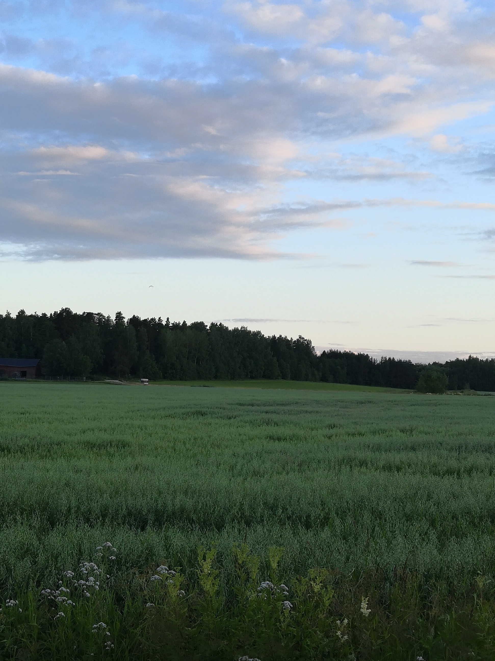 Ilmalaiva Graf Zeppelin Viikin niityn yllä rephoto
