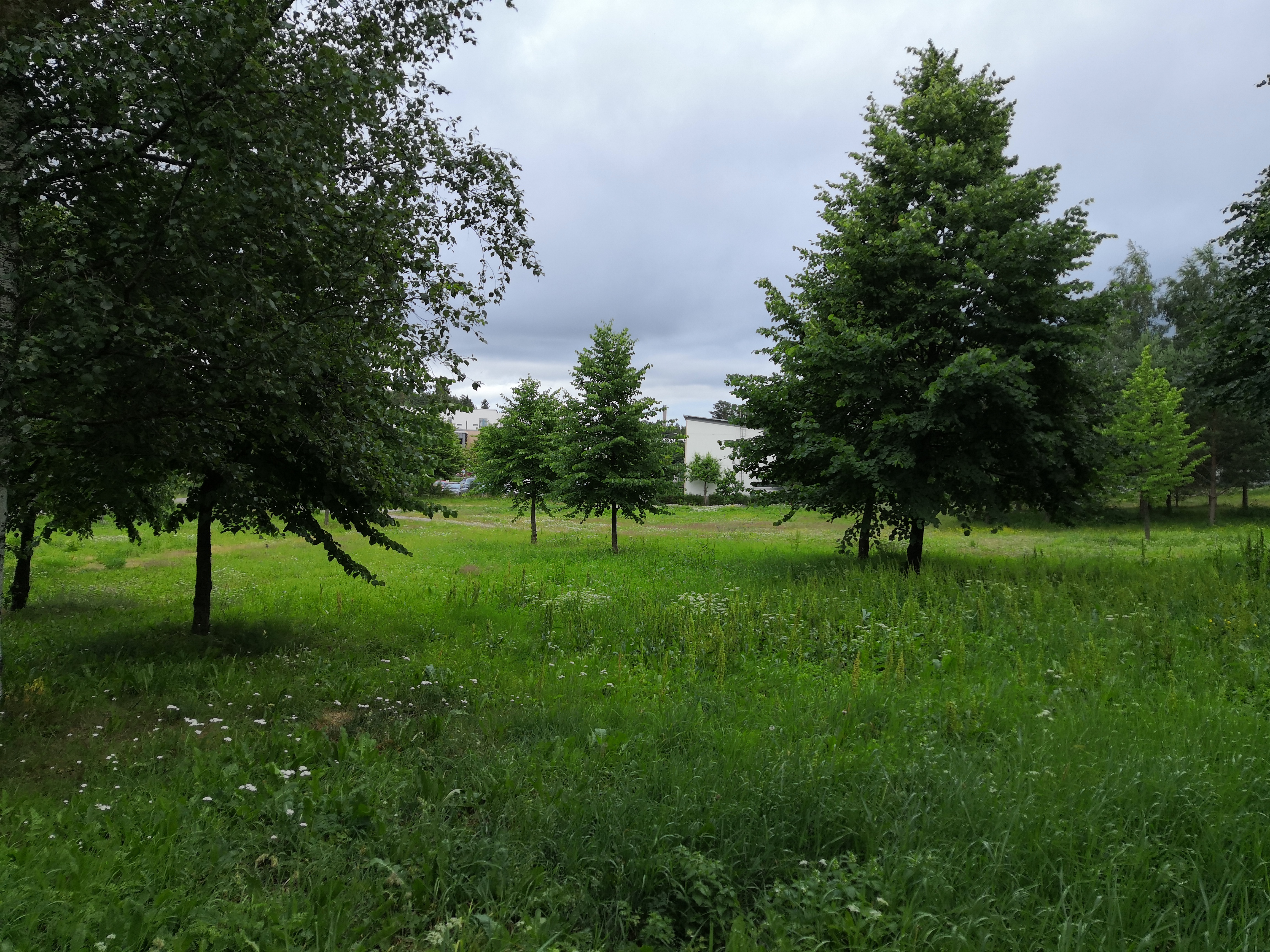 Kurkimäen asuntoalue ja korttelitalo Paukkulanraitilta kuvattuna. rephoto