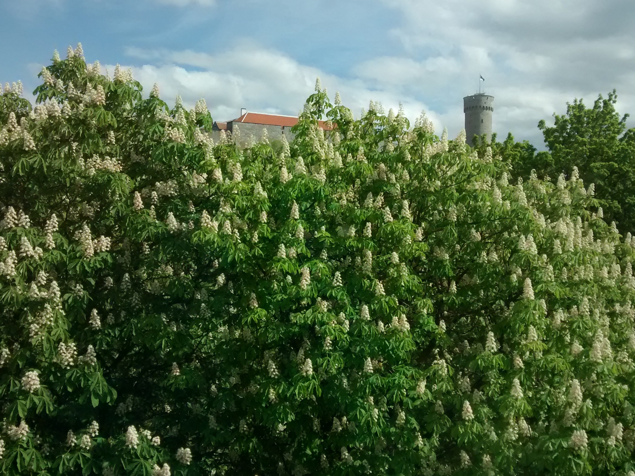 Vaade Toompea lossile rephoto