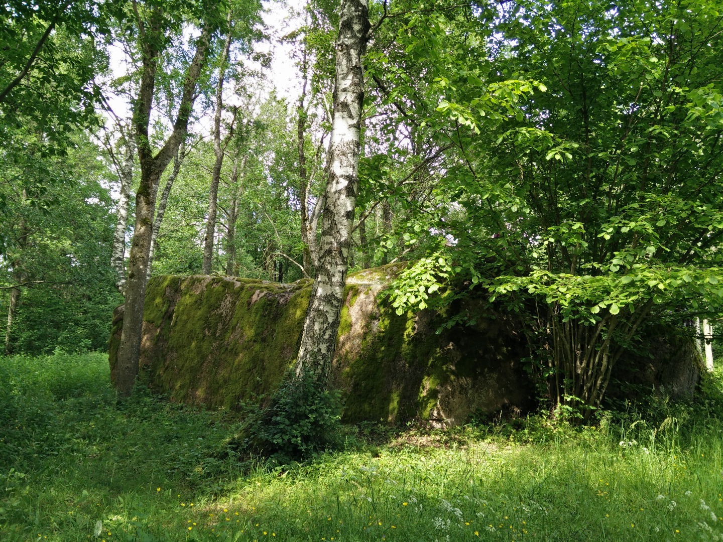 Kukka kivi rephoto