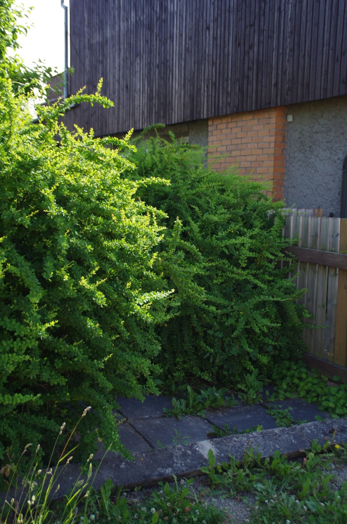 Mälestuskivi avamine farmaatsiadoktor Alma Tomingase sünnikodus rephoto