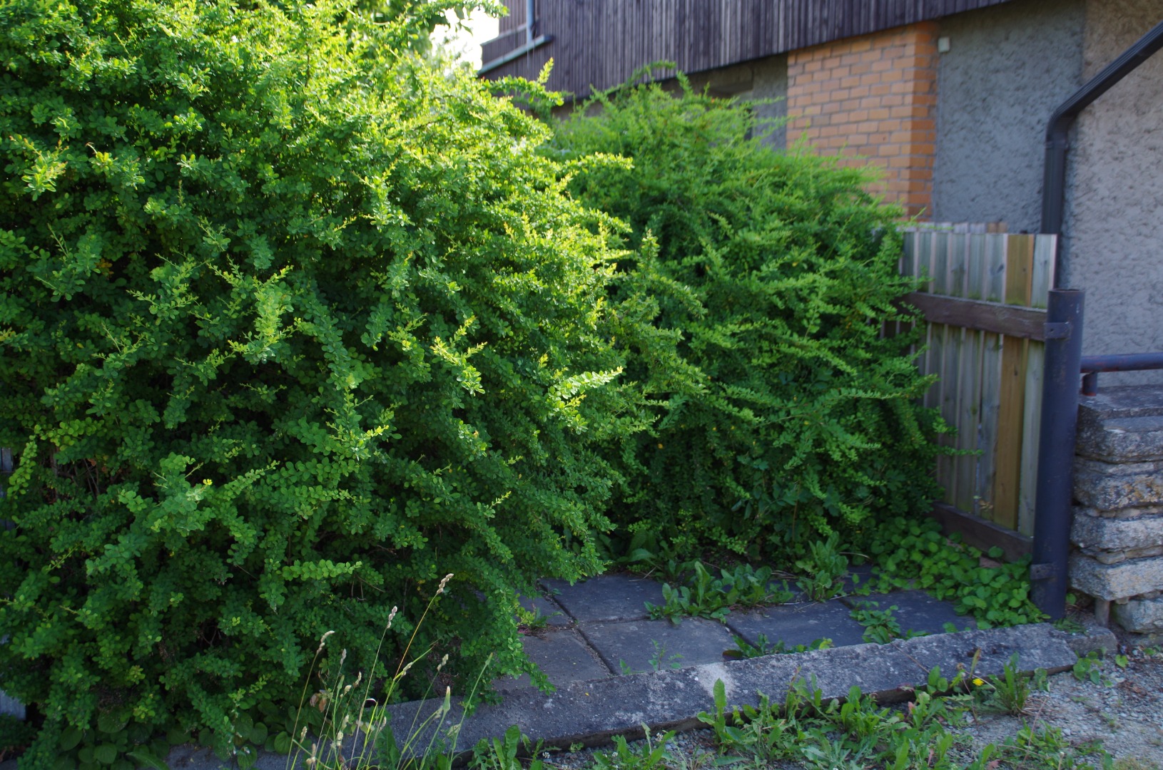 Mälestuskivi avamine farmaatsiadoktor Alma Tominga sünnikodus Rakveres rephoto