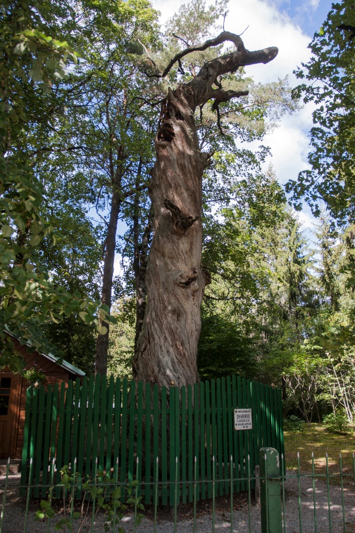 Kuremäe monastery in Estonia rephoto