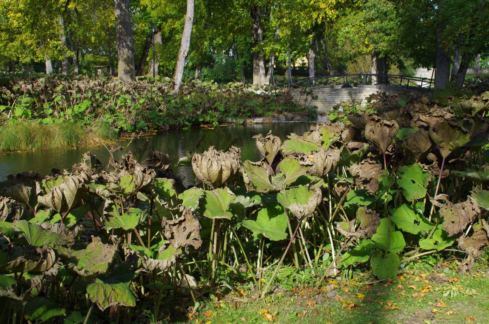 Rakvere rahvapark rephoto