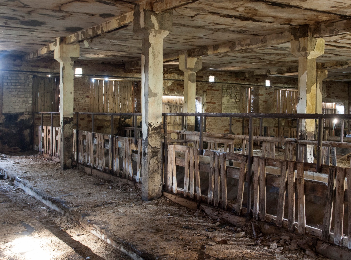 foto, Viljandimaa, Uusna sovhoos, karjalaut, sisevaade, 1949, foto A. Vanamõis rephoto