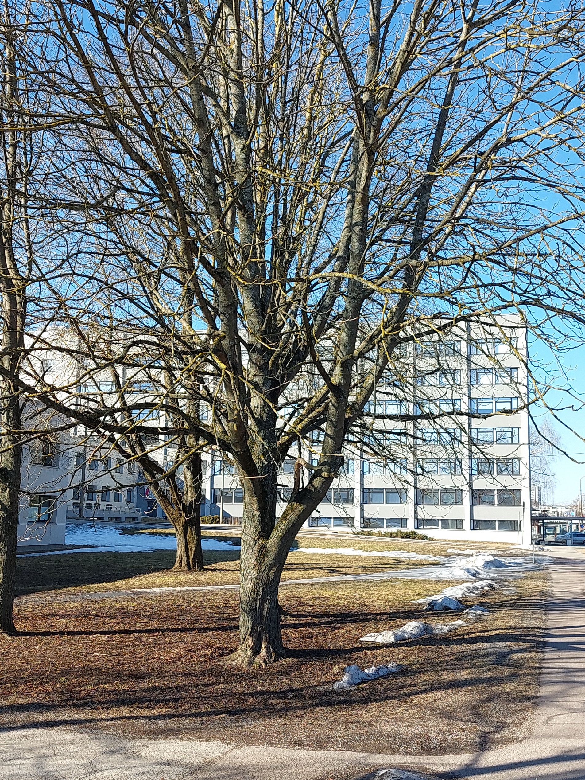 Pelgulinna haigla sünnitusmaja, hoone vaade. Arhitekt Kalju Luts rephoto