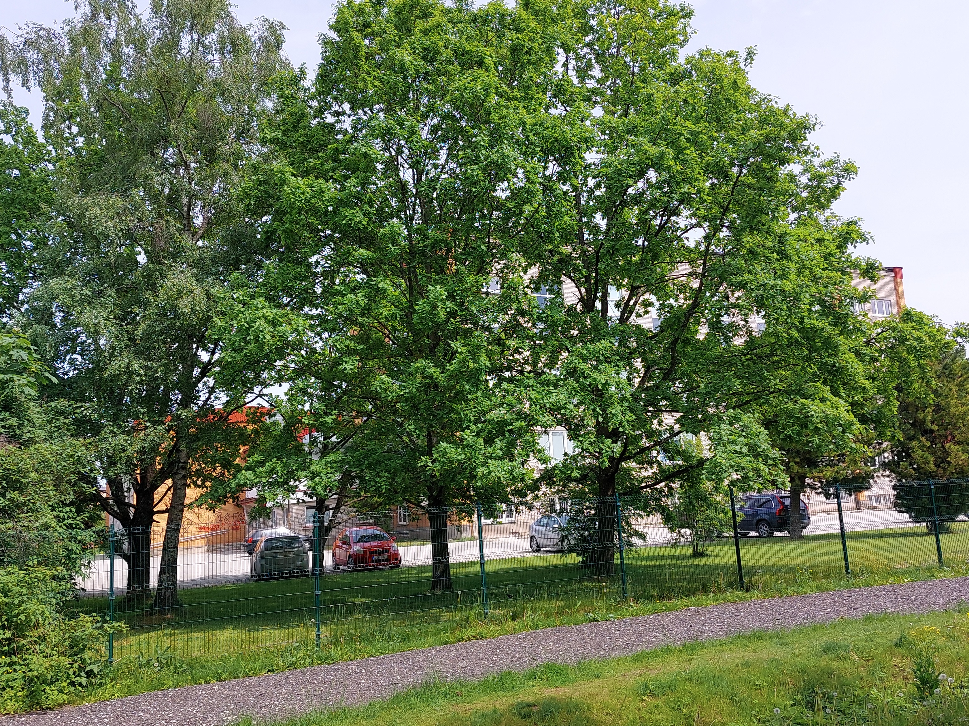 Eelkoolikasvatuse Pedagoogiline kool, hilisem Tallinna Ülikooli Pedagoogiline Seminar Tallinnas Räägu 49 rephoto