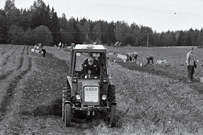 Kartulivõtmine Otepää sovhoosis.