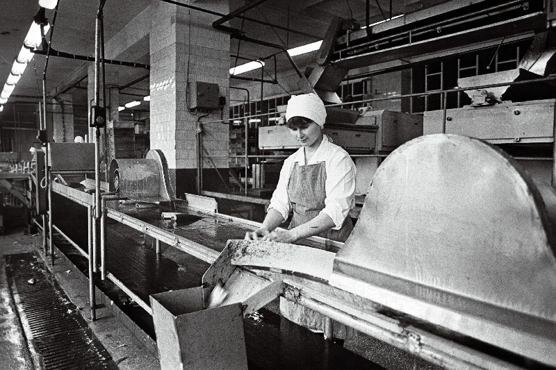 "Oktoobri" kalurikolhoosi uus kalatöötlemisliin.