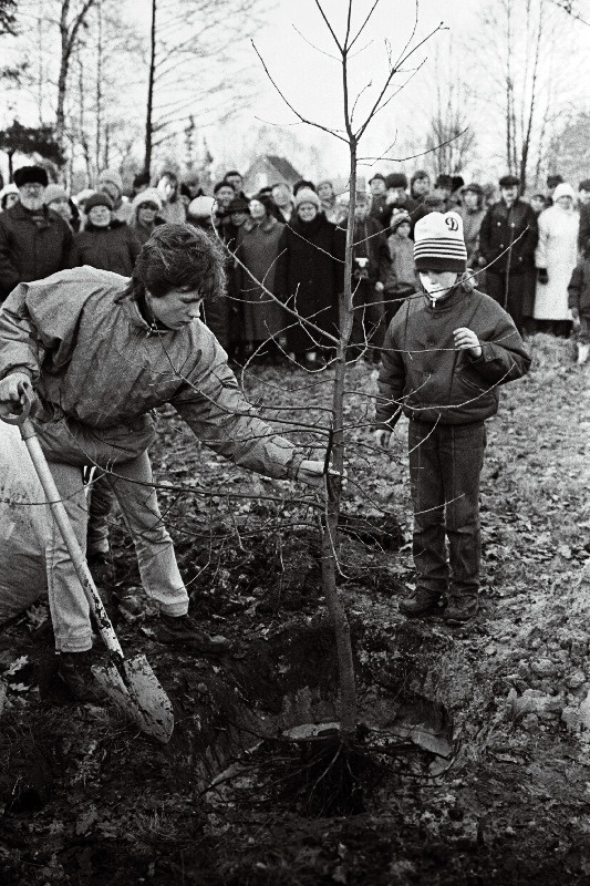 Eesti Vabariigi 72. aastapäev, perekond Toomsalu istutab puu K. Pätsi ausamba juurde.