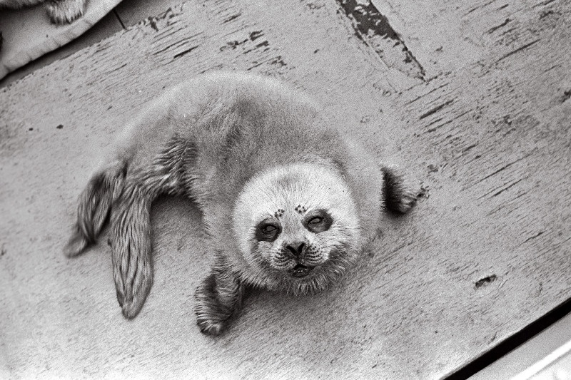 Hülgepoegade päästmine.