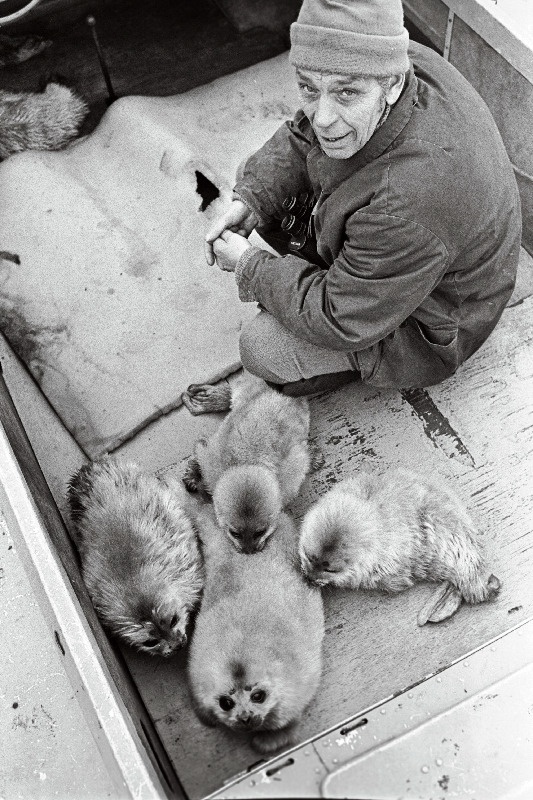 Hülgepoegade päästmine.