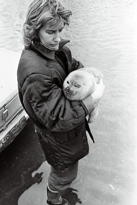 Hülgepoegade päästmine.