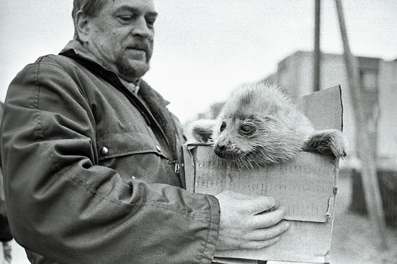 Hülgepoegade päästmine.