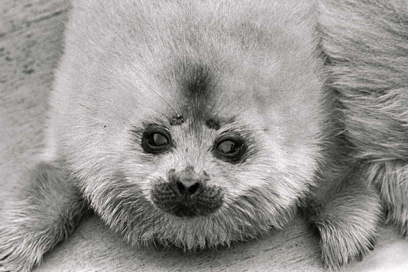 Hülgepoegade päästmine.