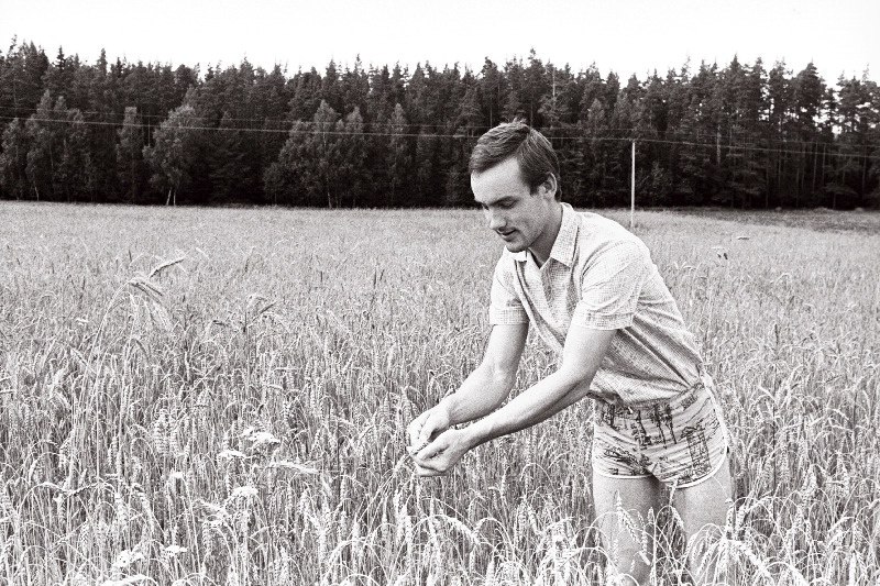 Vili valmib ka talu põldudel. Vissi talu viljapõllul.