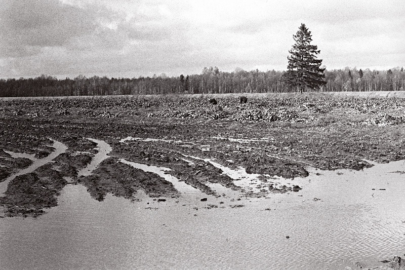 Ka selliselt põllult tuleb saak koristada, peedipõld.