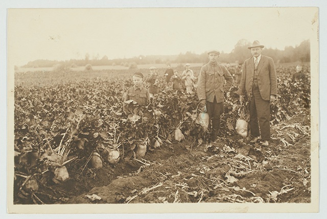 Lapsed peedipõldu koristamas