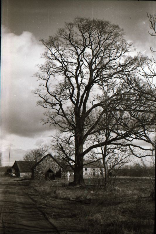 Negatiiv. Suur tamm Riguldi mõisa sepikoja juures, mille all lasti vanarahva jutu järgi lasti 1917 maha mõisnik Gustav Taube, Läänemaal. 21.04.1981. Foto: T. Kempi