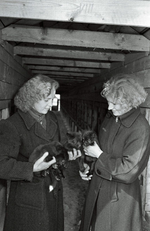 Ed. Vilde nim kolhoosi karusloomafarmi eesrindlikud töölised Silvi Sirel ja Marie Triepstok.