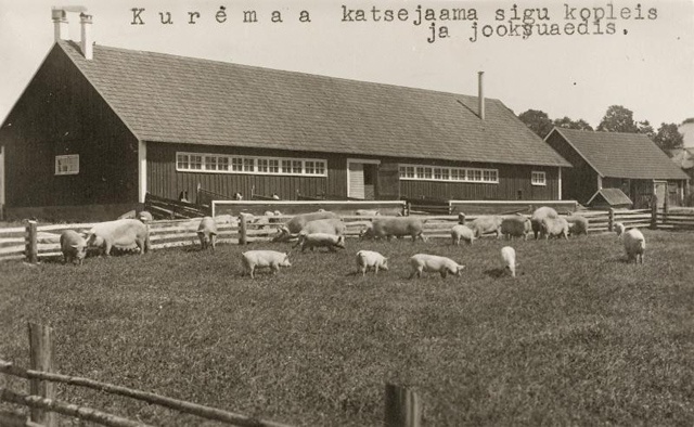 Fotopostkaart - Kuremaa katsejaam, sead koplis 1930ndatel