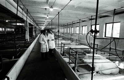 Kaiu kolhoosi seafarmi sisevaade.  similar photo