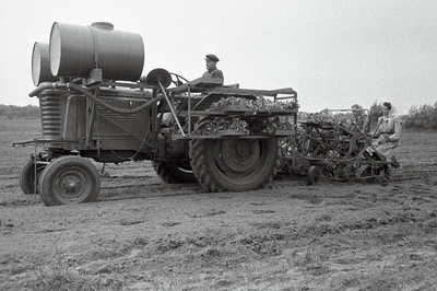 Kapsataimede istutamine traktori järel veetava masinaga Harju rajooni Saue sovhoosis.  duplicate photo