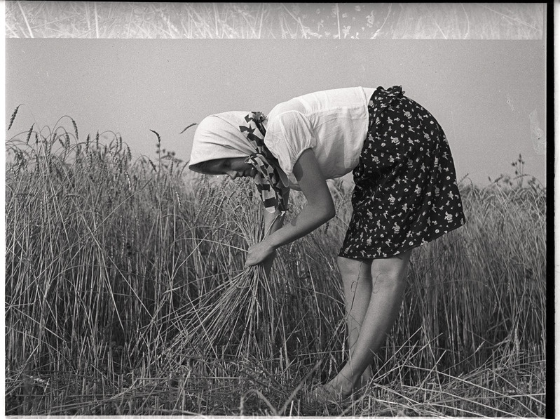 Ingrid Millisfer viljapõllul