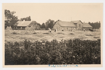 Rukkikoristus Viljandimaal. Talirukis  duplicate photo