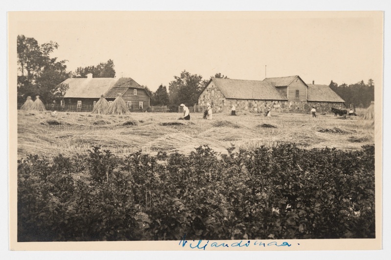 Rukkikoristus Viljandimaal. Talirukis