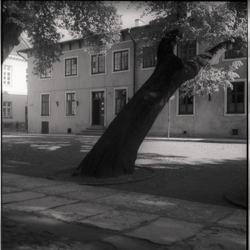 Viltune puu tänaval